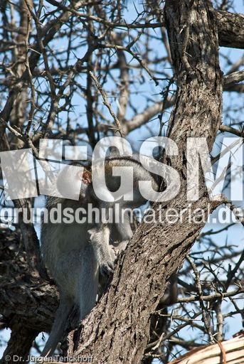 Grüne Meerkatzen (67 von 67).jpg